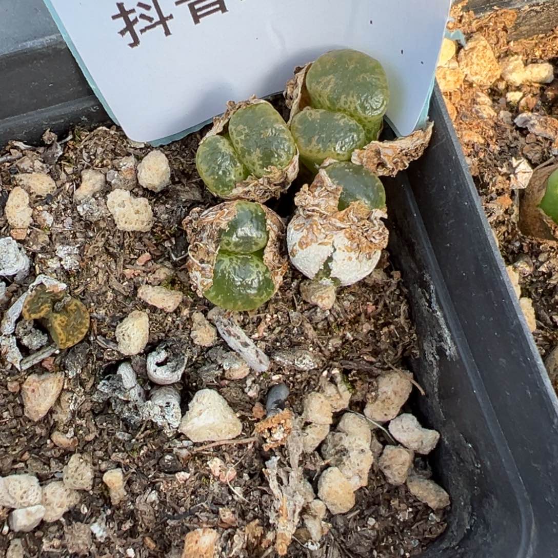 23-64肉锥多肉植物