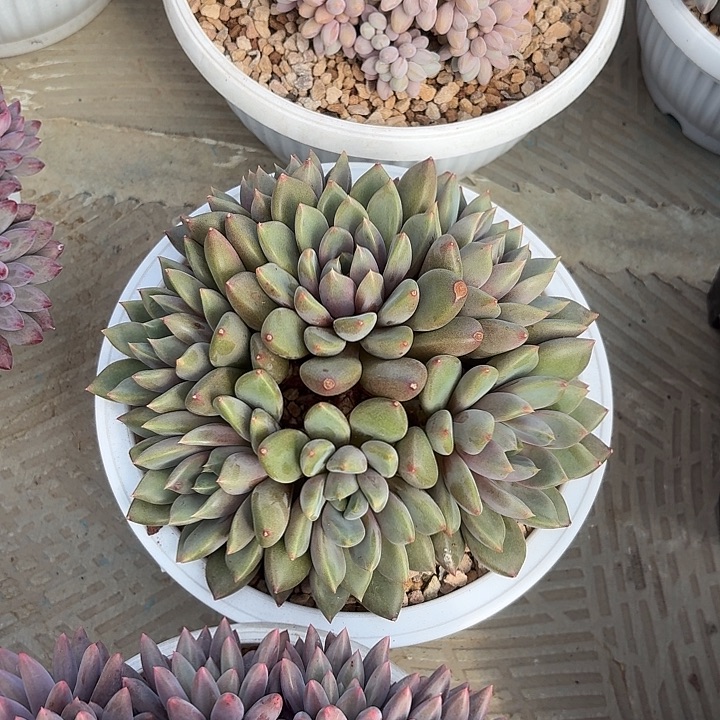 红象牙平头多头无砍