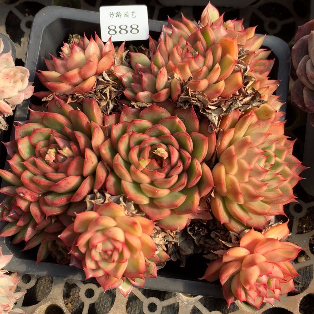 888新年快乐发发发