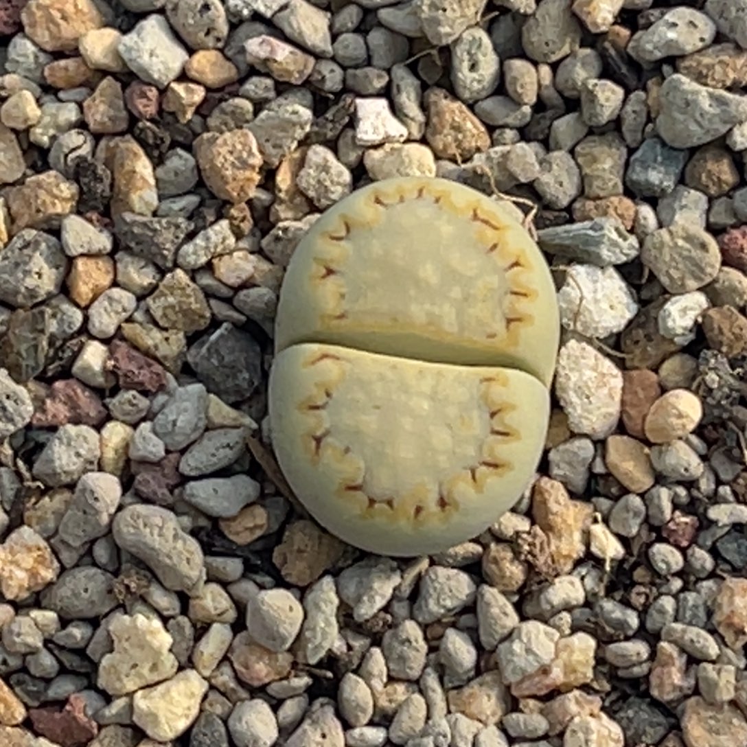 1385黄绿饼干1尺寸1.8