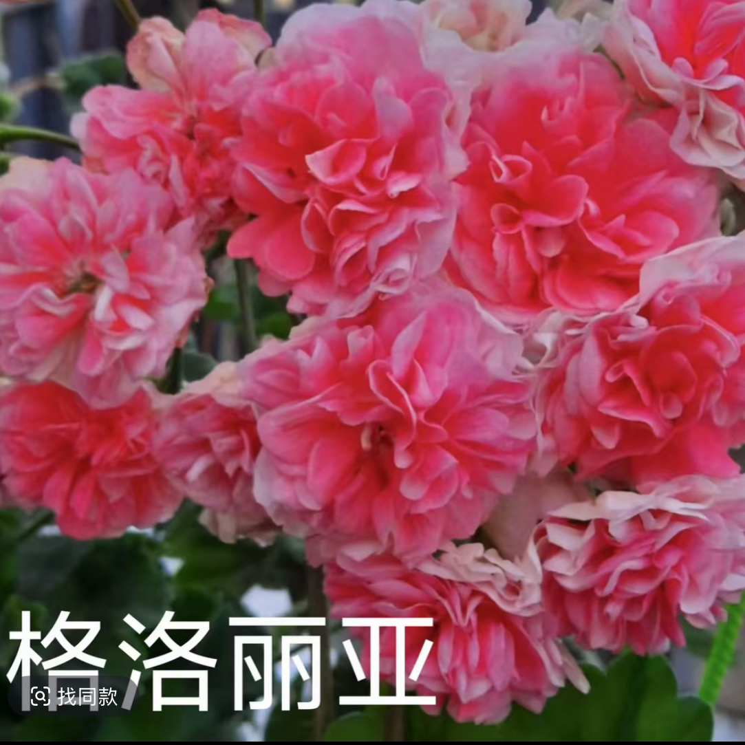 【格洛丽亚小苗】半兽系重瓣天竺葵