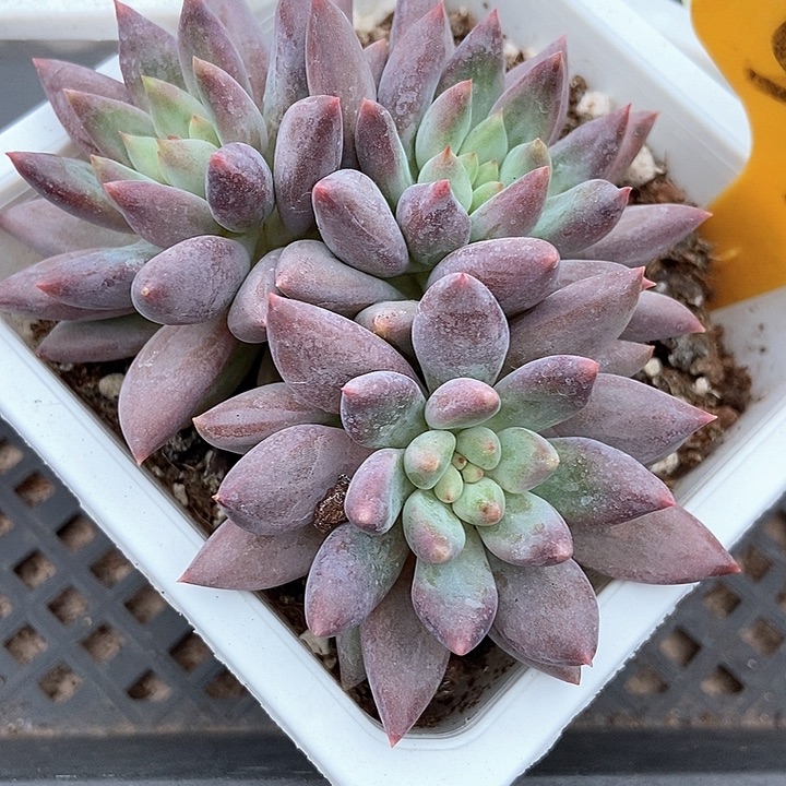 多肉酱红蜻蜓576多肉植物