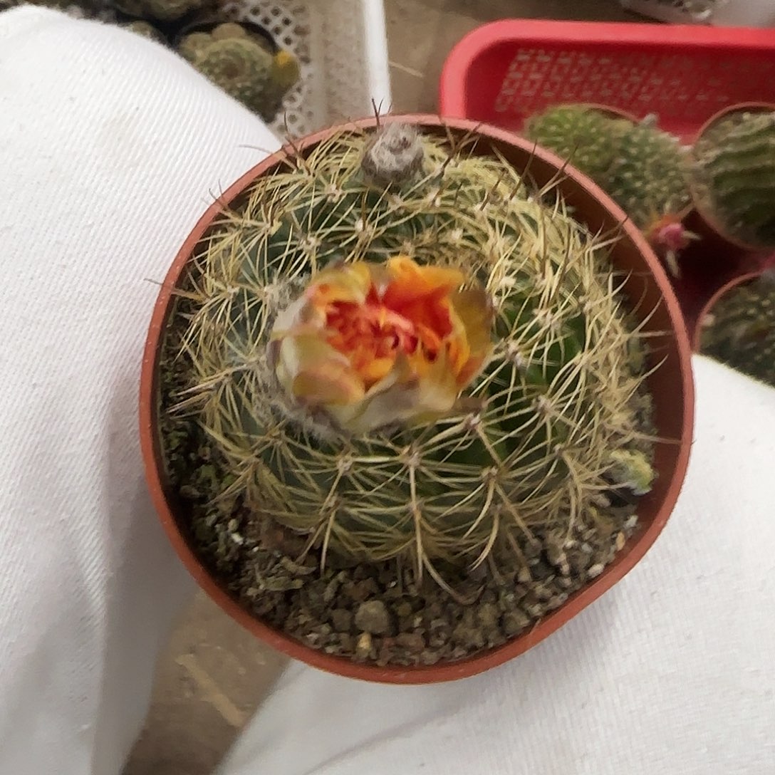花花花花花花花花好