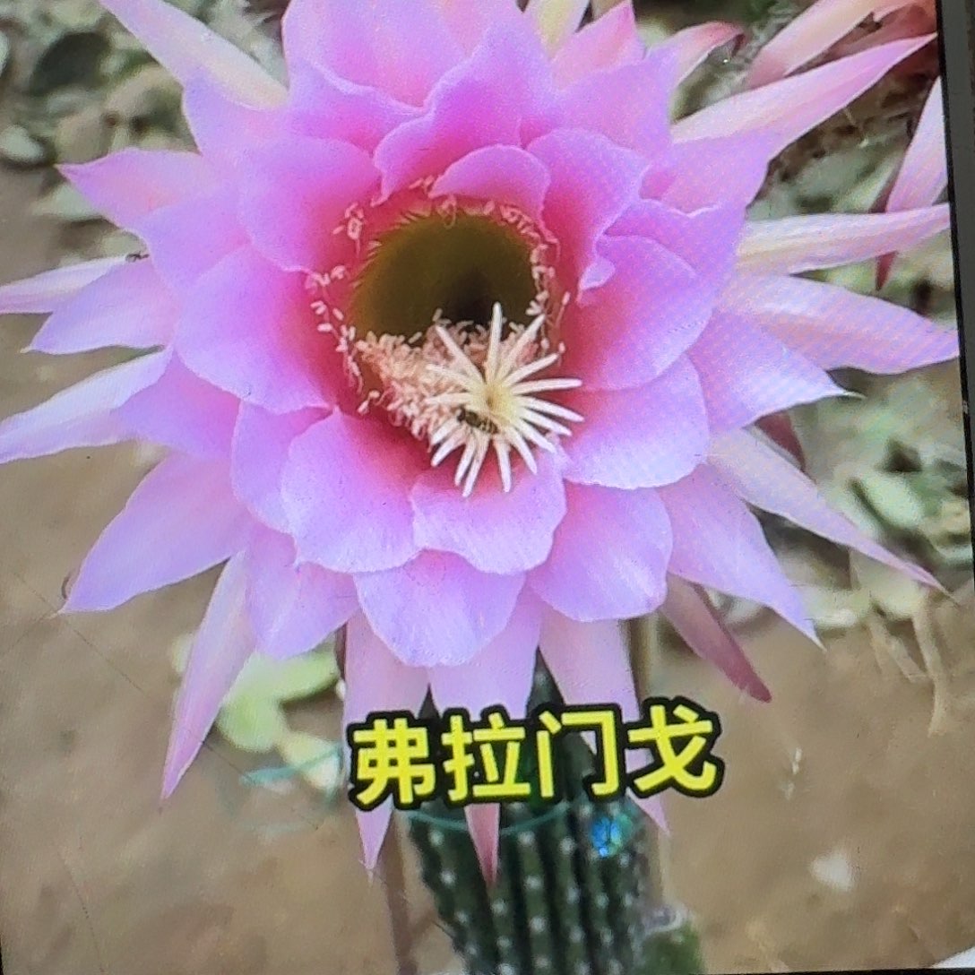 佛拉门戈侧芽5公分左右毛花柱