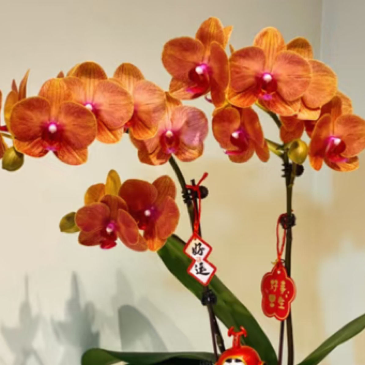 【圣马力诺·蝴蝶兰】千古帝王色！潮流蝴蝶兰鲜花盆栽