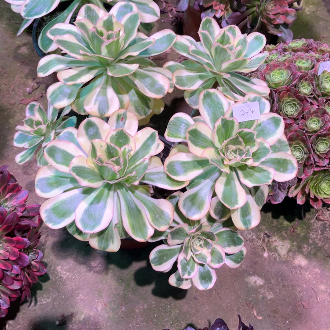多肉植物燕姿244