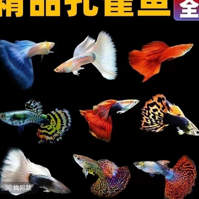 孔雀鱼大全包运损