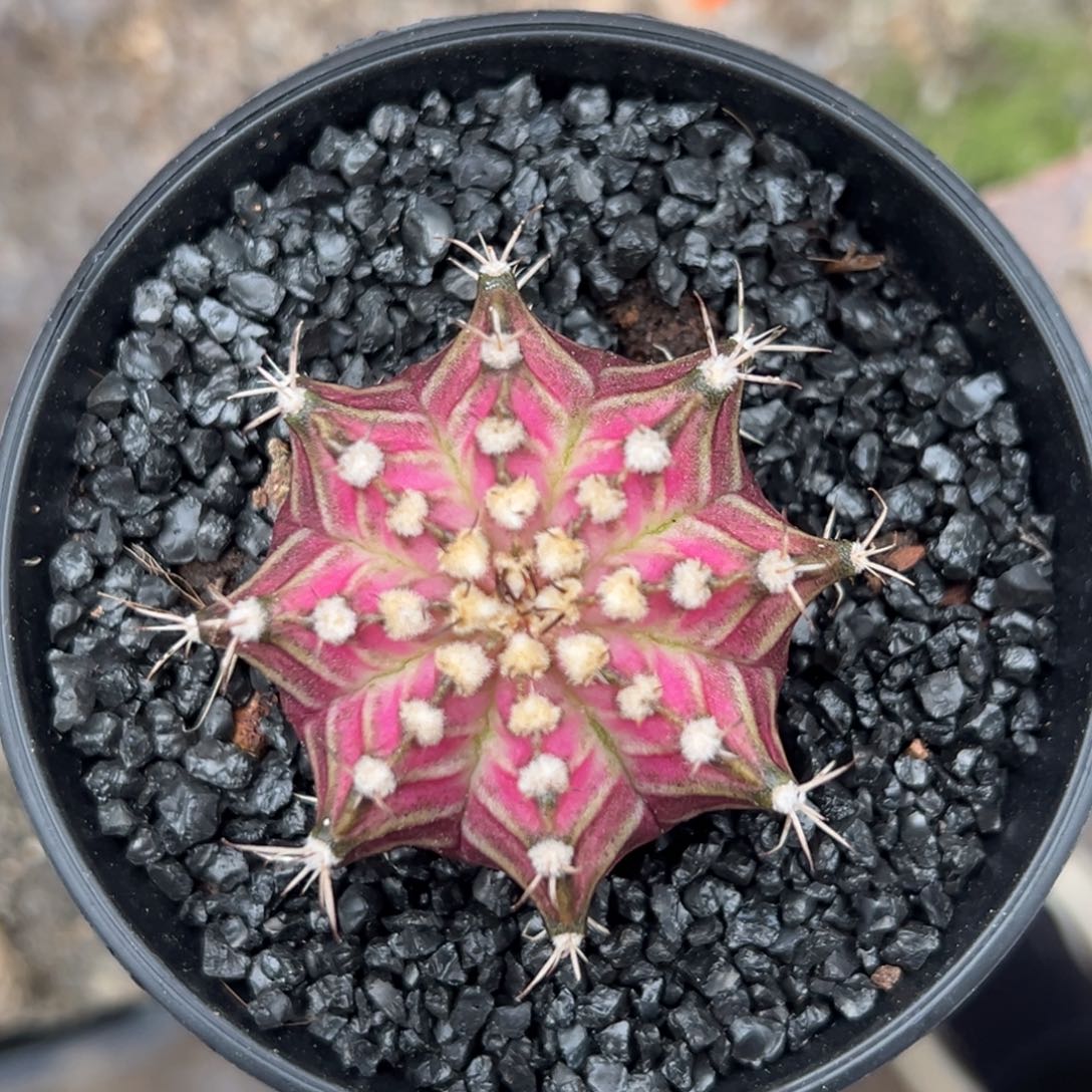 泰系实生海神000