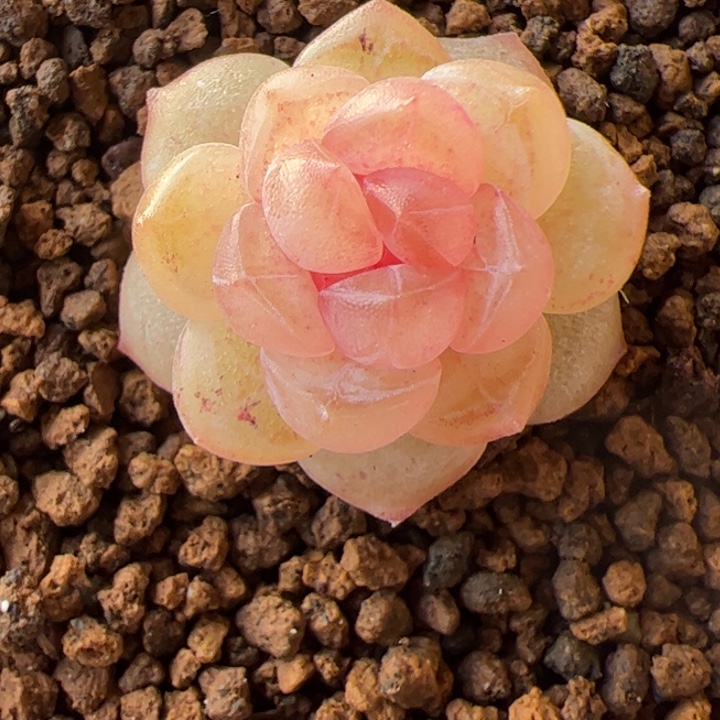 开播福利，一物一拍精品糖心，尺寸不大介意勿拍