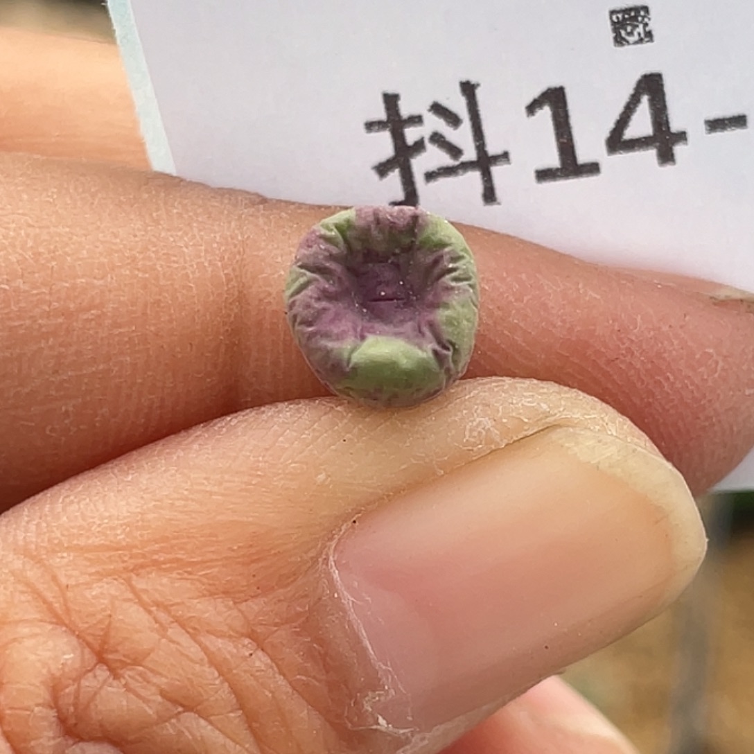14-73嘴se多肉植物