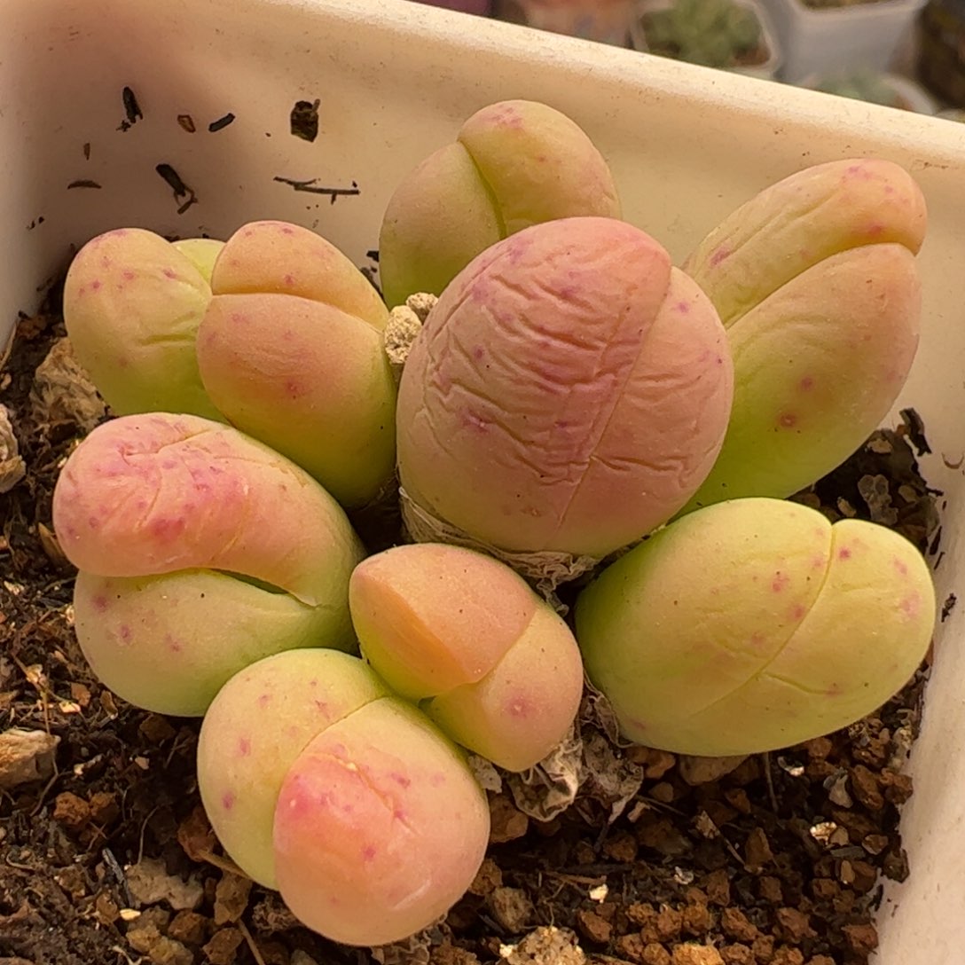 半价粉拳头多肉植物百科