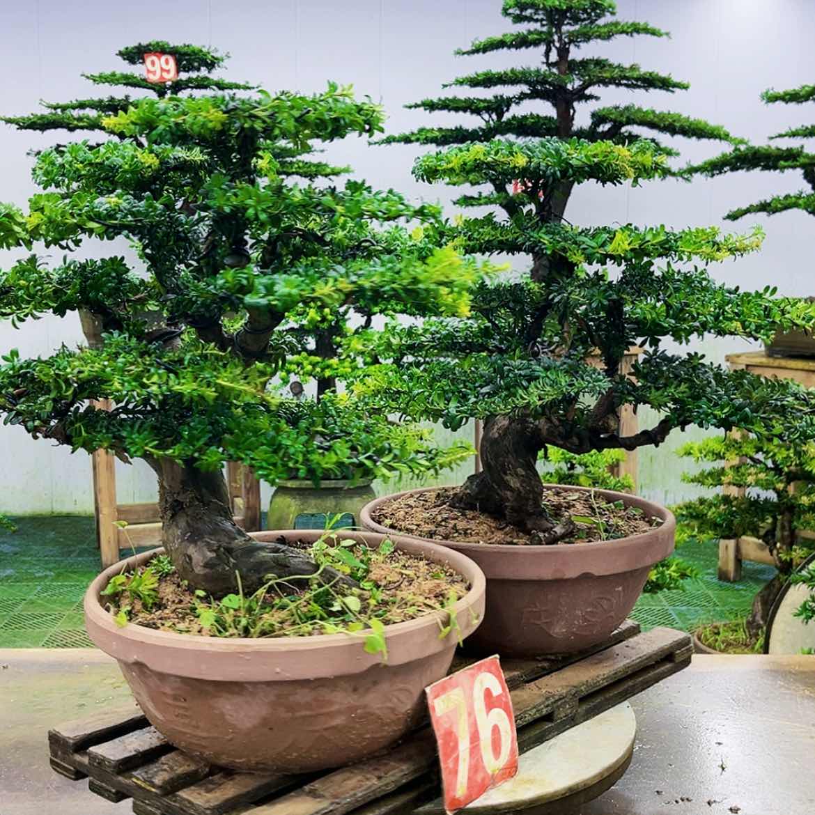 【闪购商品】无花朵罗汉松盆景作品欣赏展