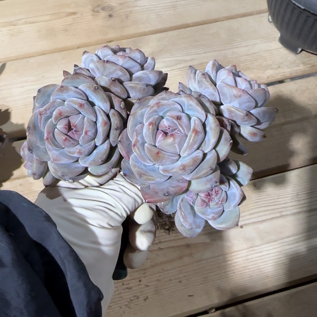 ·***八突尼斯发货多肉星影有砍扣后补