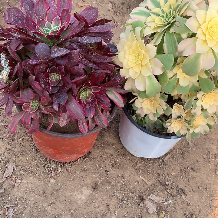 多肉植物心尼压有砍26