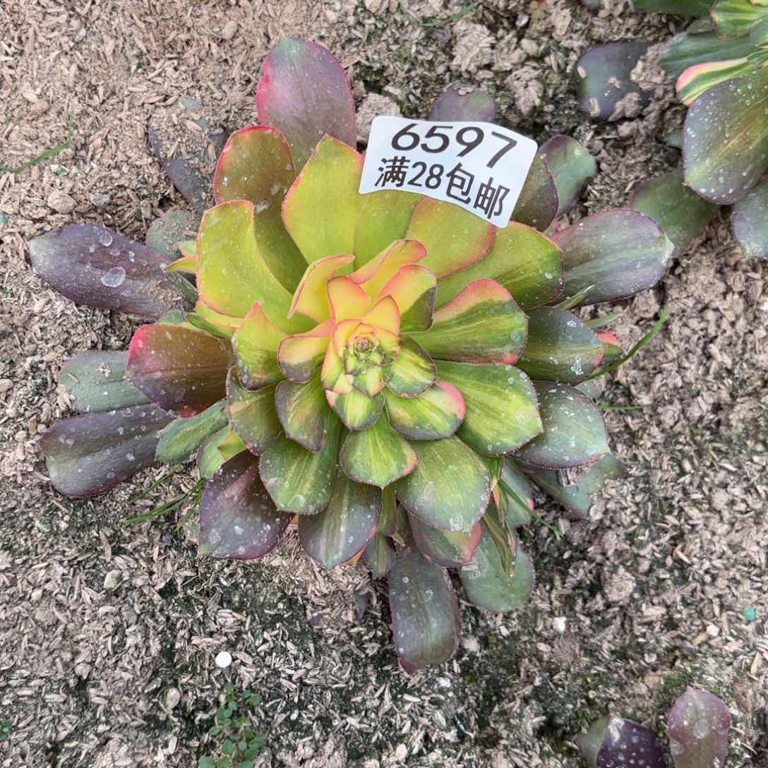 A. 6597七彩拉丝多肉