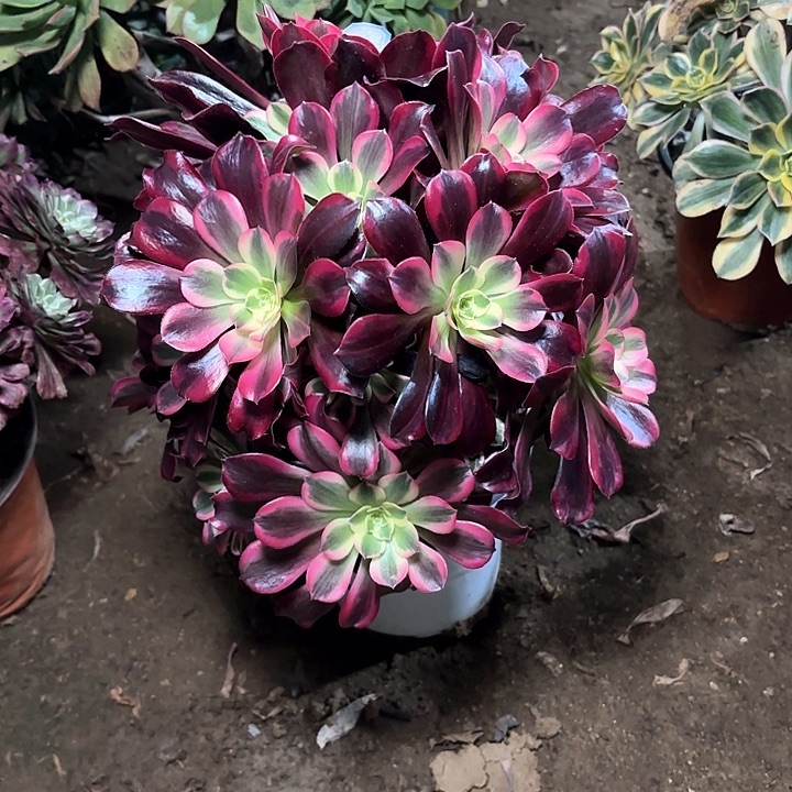 多肉植物美杜莎117