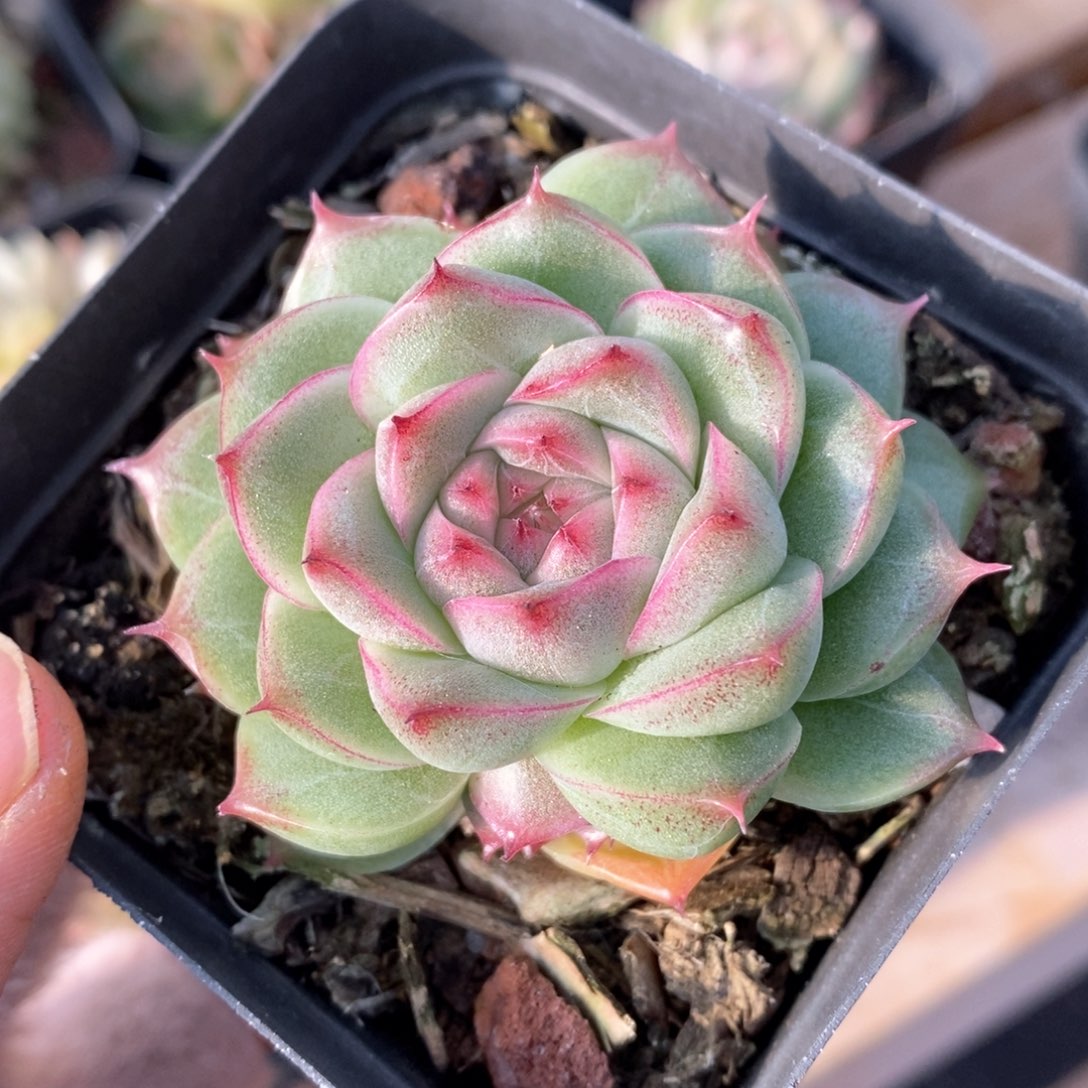 精品多肉一物一拍140