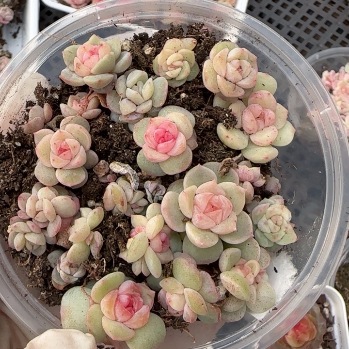 15王者系列多肉一盒