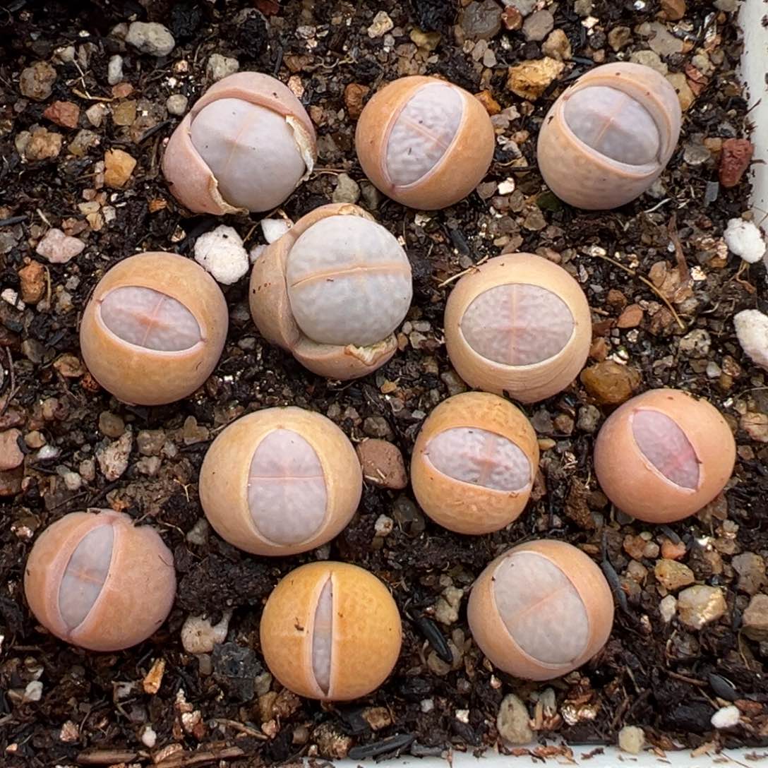 2.5好看的多肉630