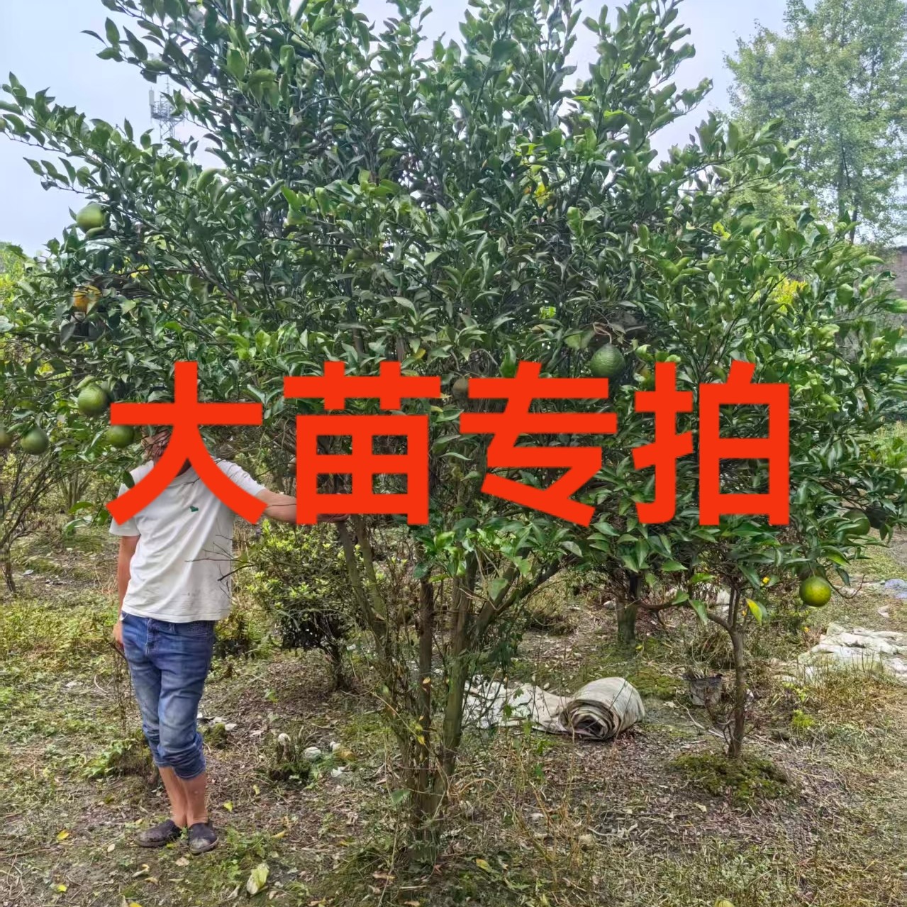 【一物一拍专用链接】带土球高成活