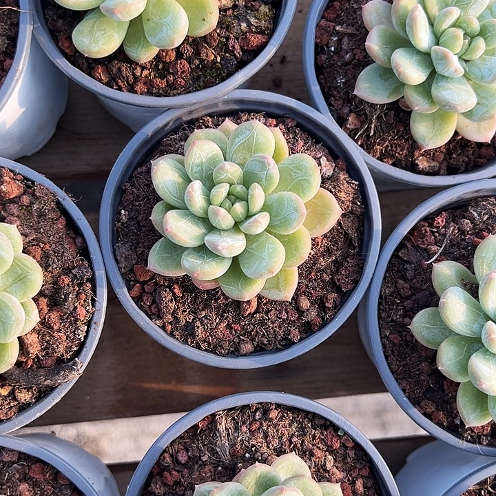 单头    百搭翡翠