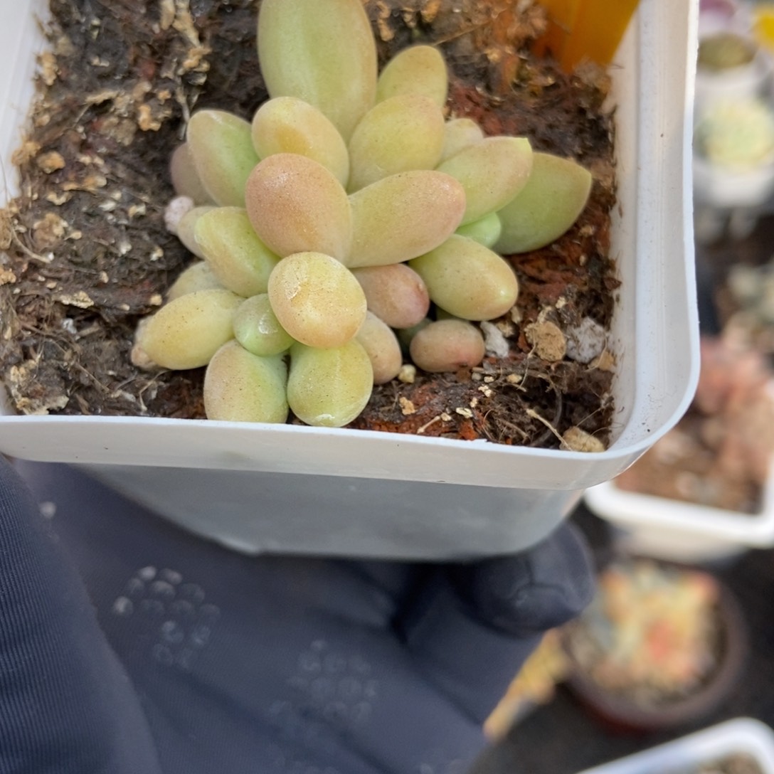 571芒果美人多肉植物保护