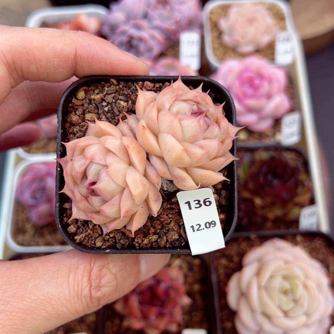 好好看136、哈哈哈哈哈