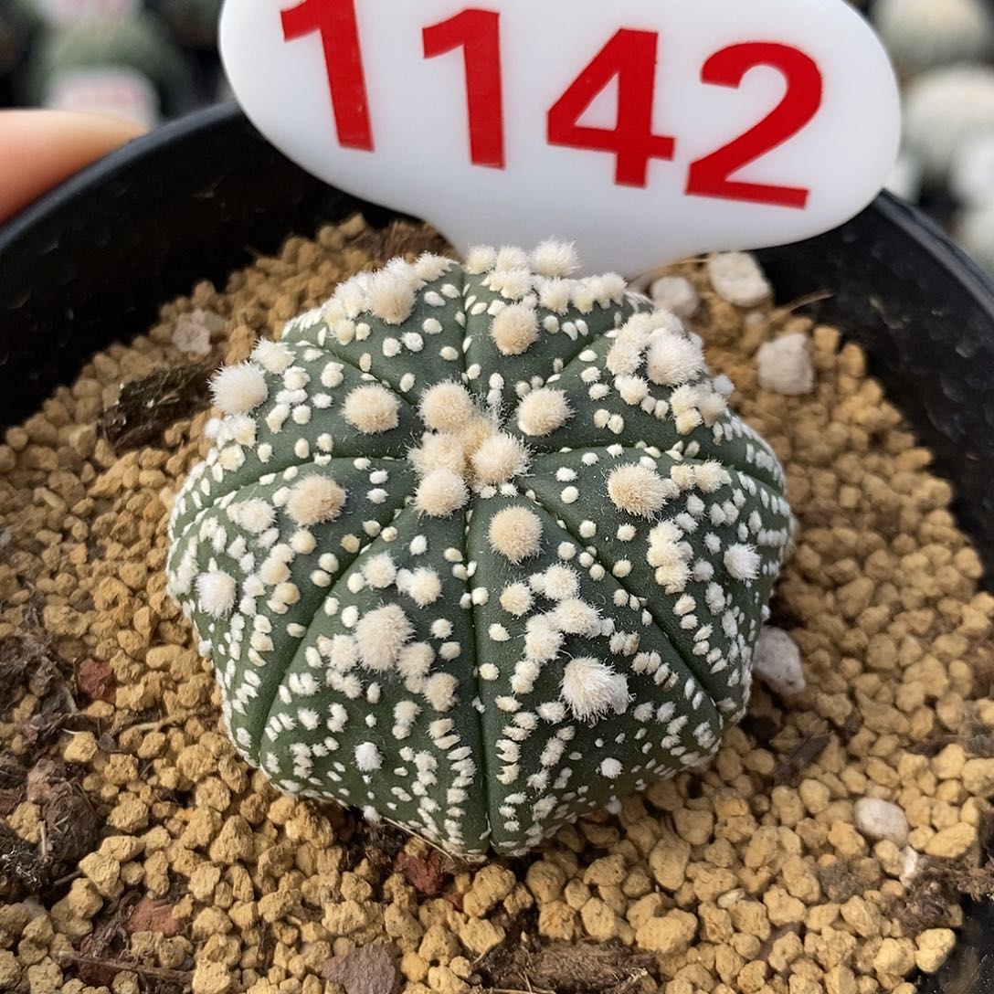 1142海星花园兜系列产品