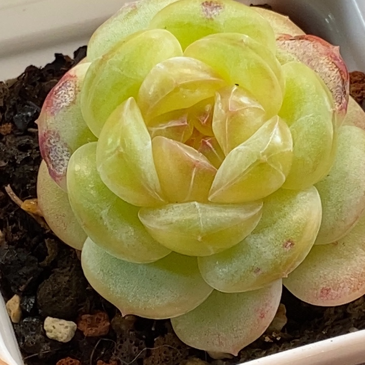 天官赐福百无禁忌