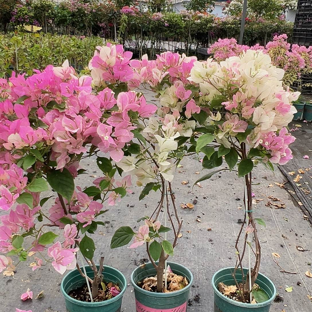 大部分花苞少量开放广红樱棒棒糖带竹一棵