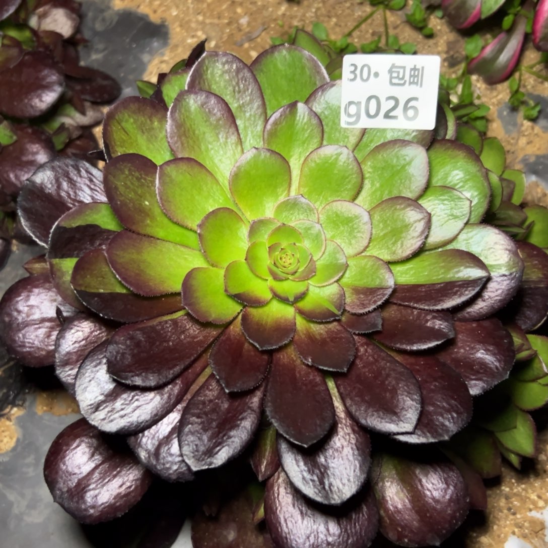 026 多肉法师黑骑士