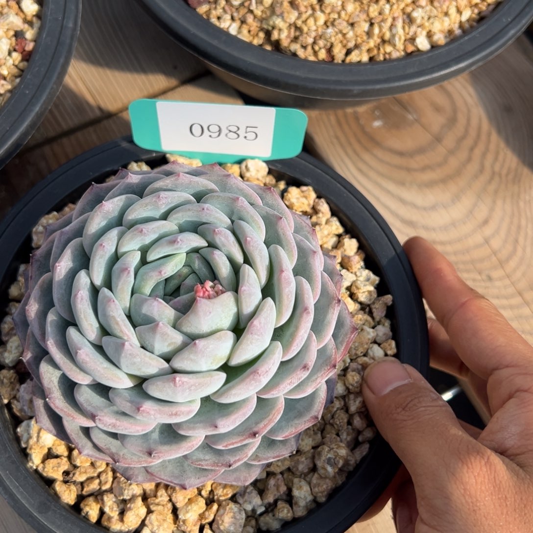 J***简0985多肉多多多多多的