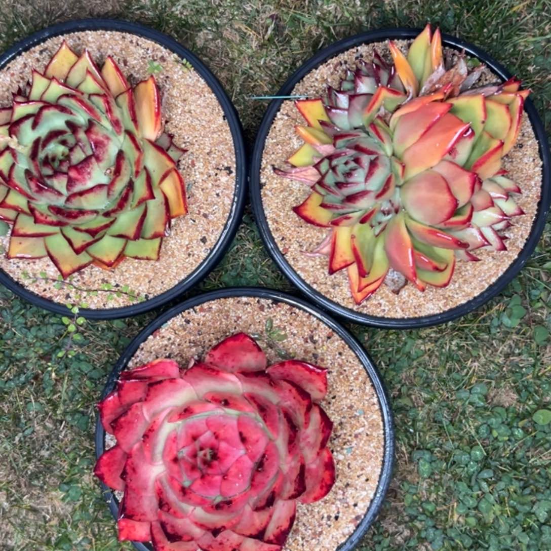 多肉精选编号0114.383