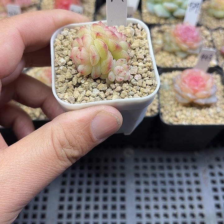 914三头桃喜甜心多肉植物