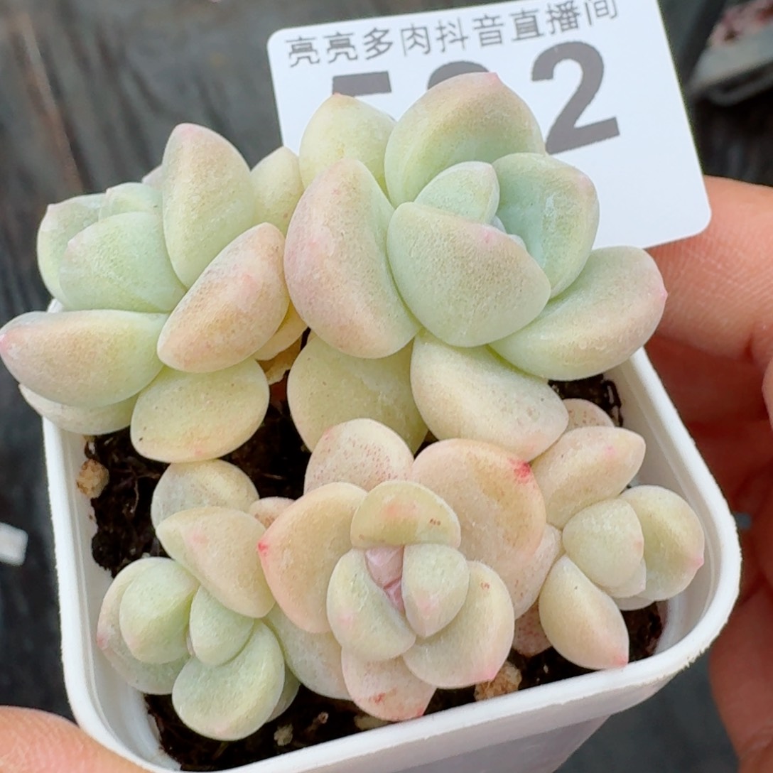 樱花冰玉五头         多肉植物