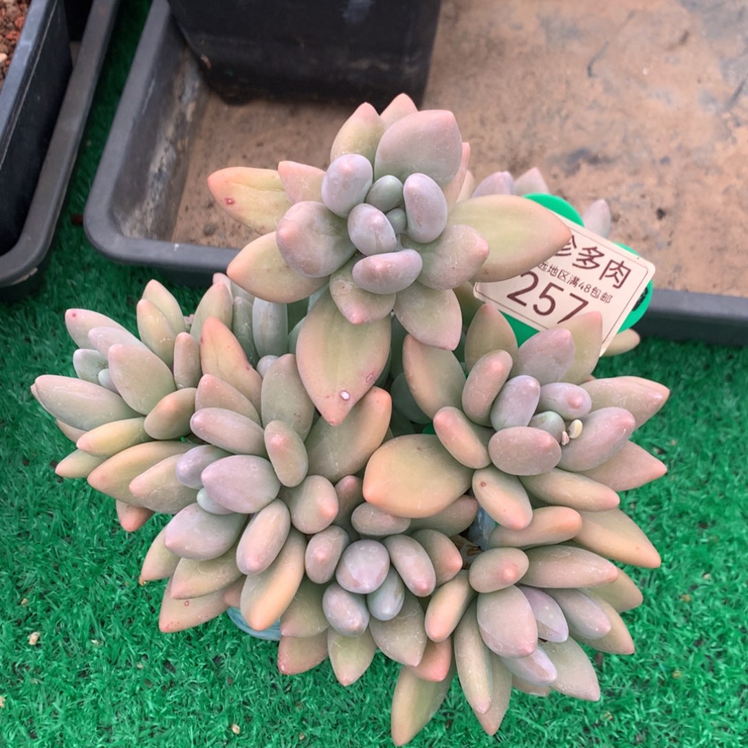 ?**雪白兰地无砍老桩母本257