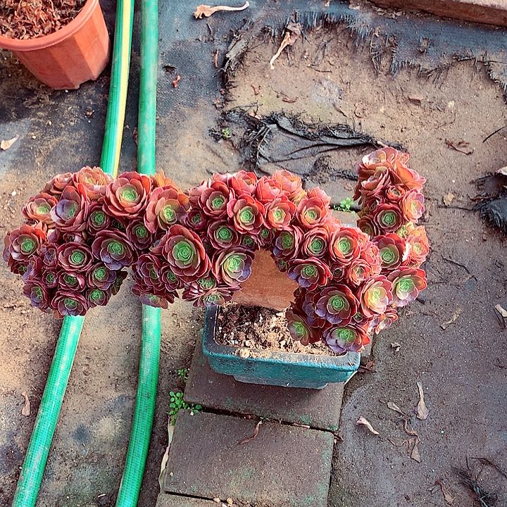 万缀朵朵，多肉植物