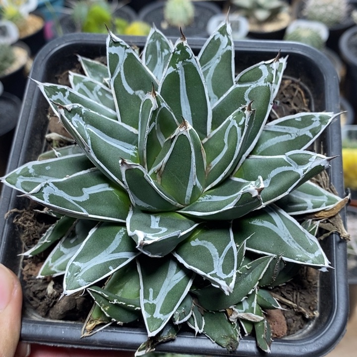 笹之雪龙舌兰195号11cm