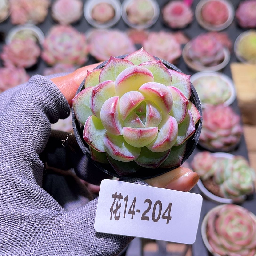 花14-204女王单头