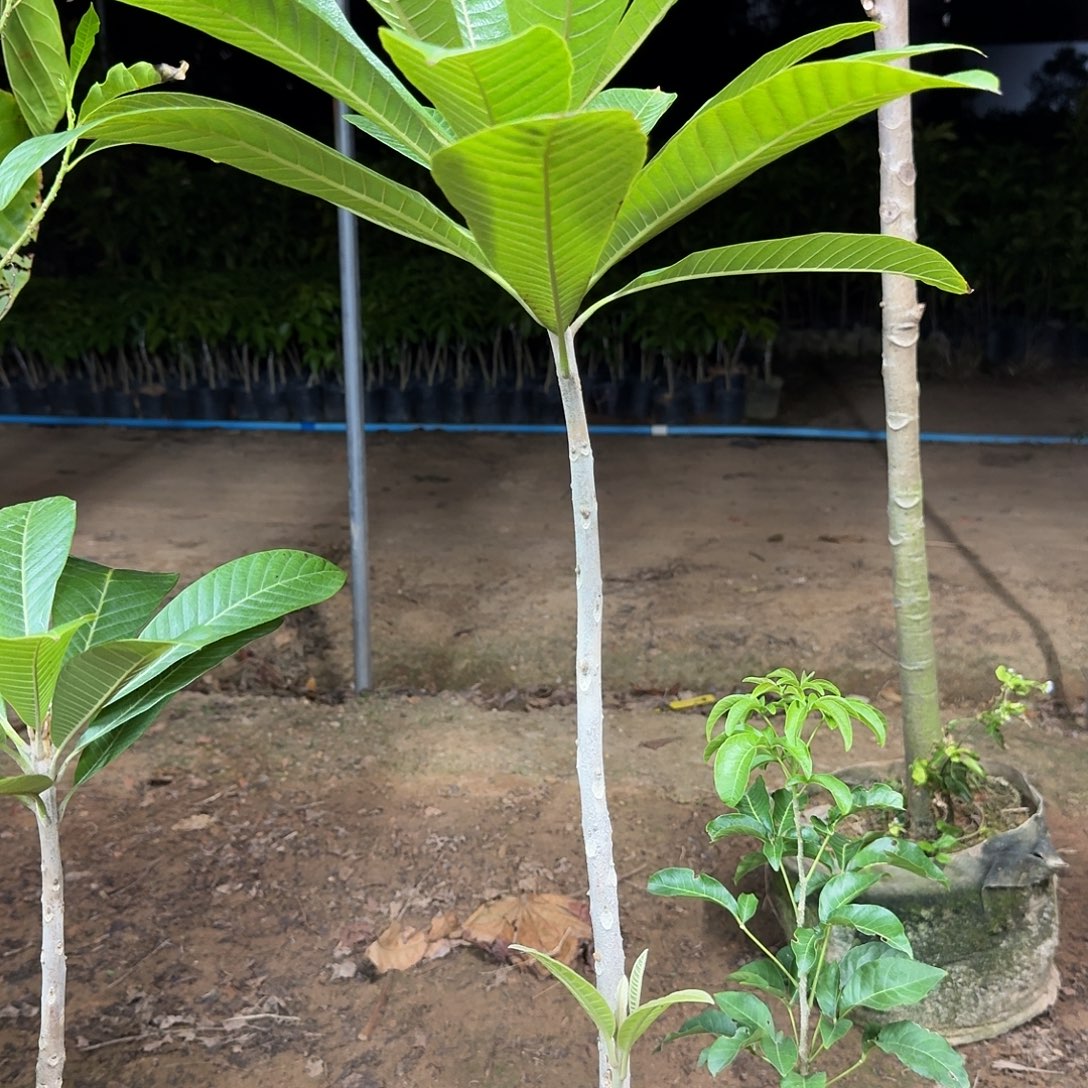 王***毛当前无花栽培后可以开花妈咪果