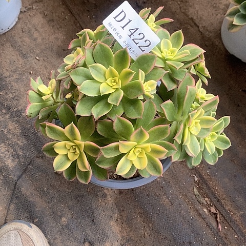 1422艳日辉多肉发货叶片有黑斑