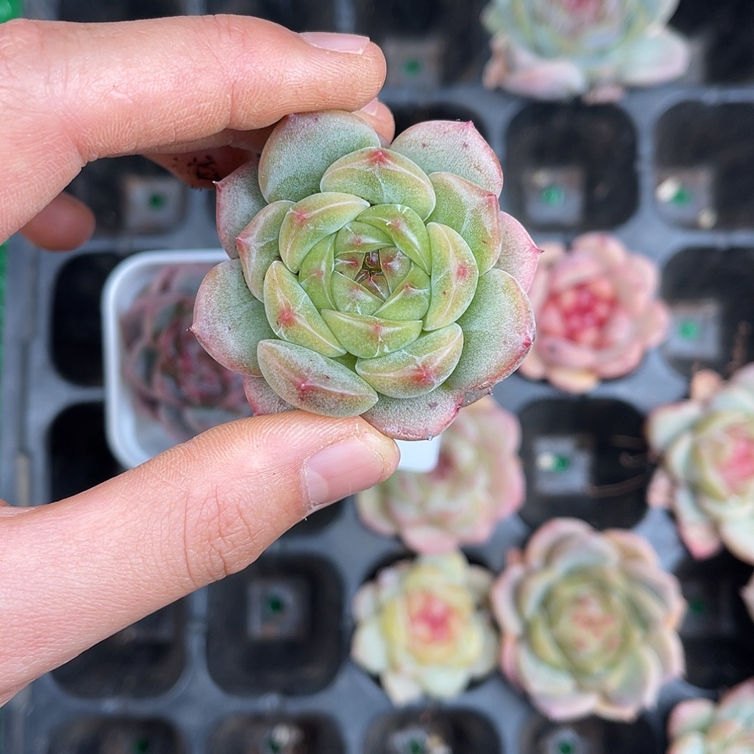 多肉一物一拍10-90