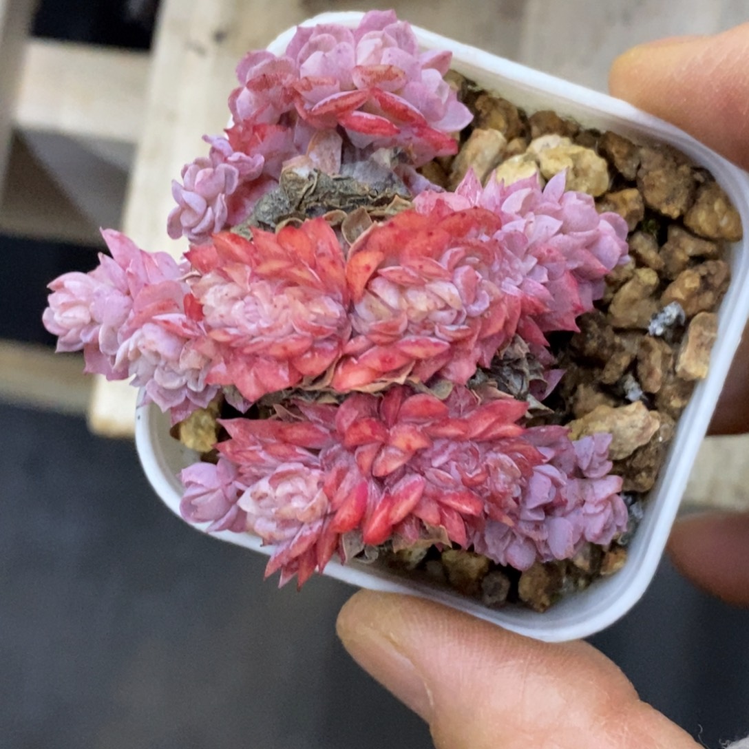 精品多肉一物一拍不包整420