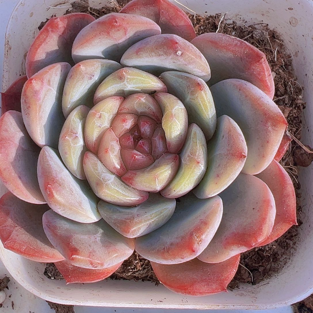 特特珍妮19包邮多肉植物