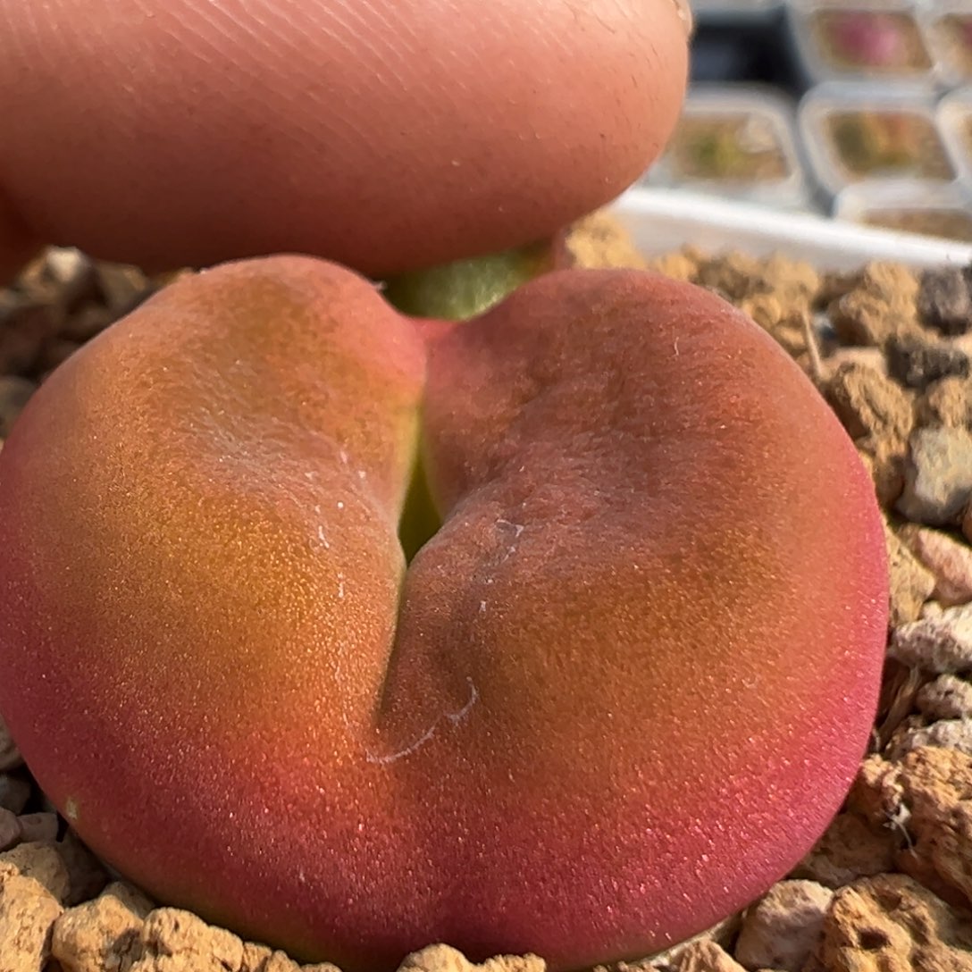 188多肉植物百科收种夹发货