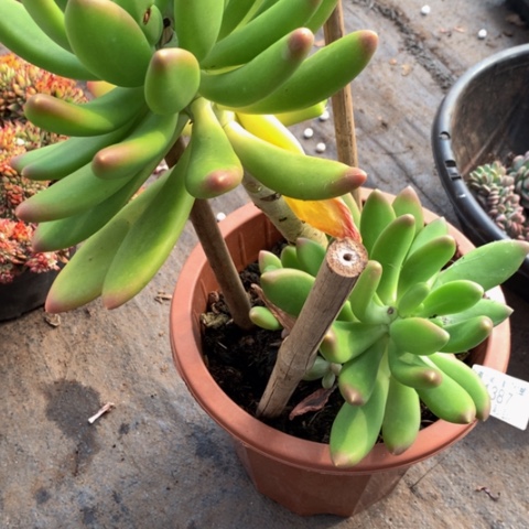 刘*忆1387金蝉多肉