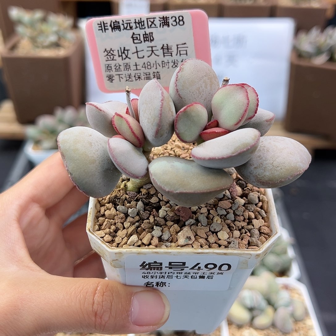 490白肌红蛋多肉