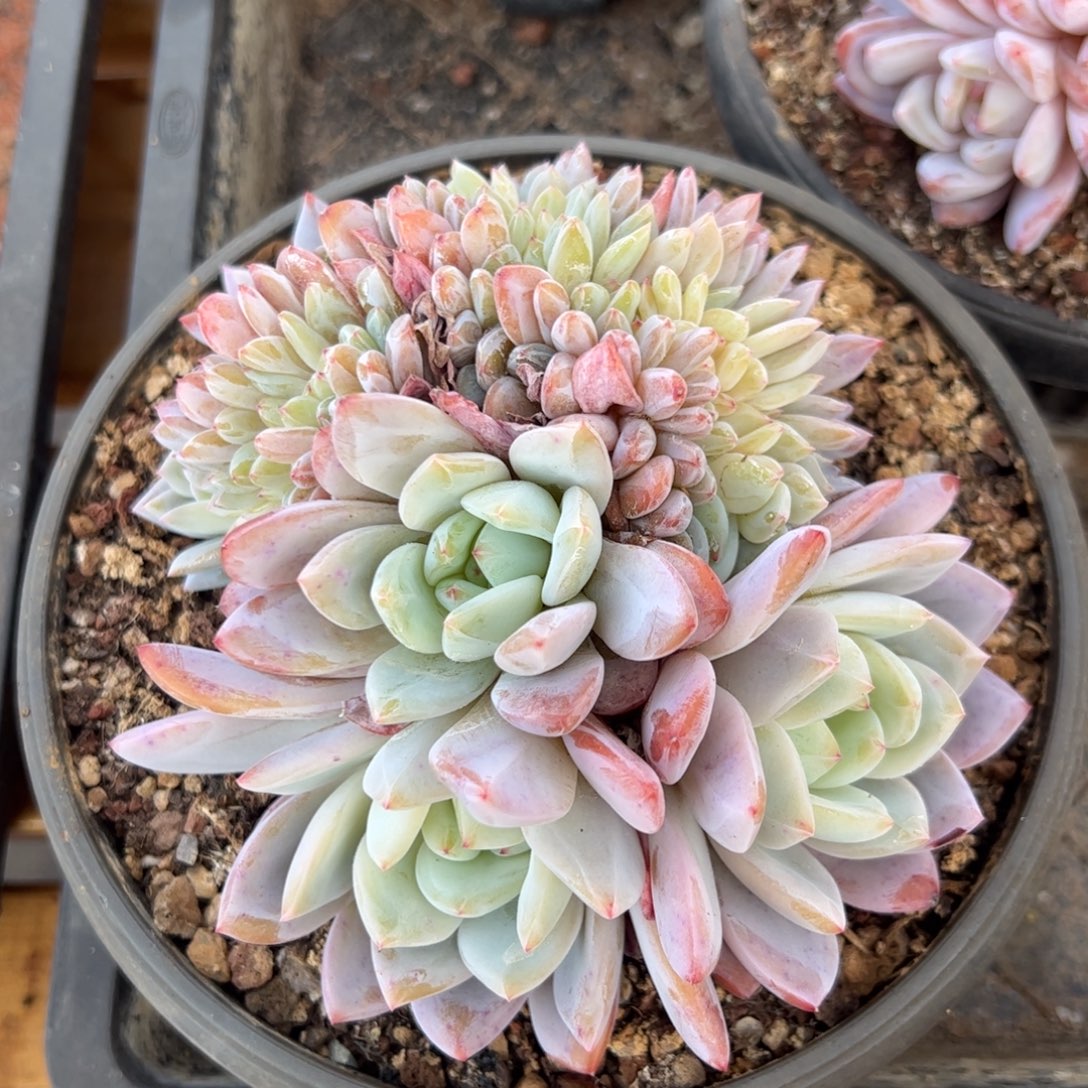 多肉植物一物一拍