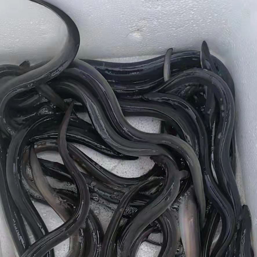 鳗鱼苗 淡水养殖白鳝鱼苗 白鳗苗 河鳗苗 花鳝苗 可混养家鱼