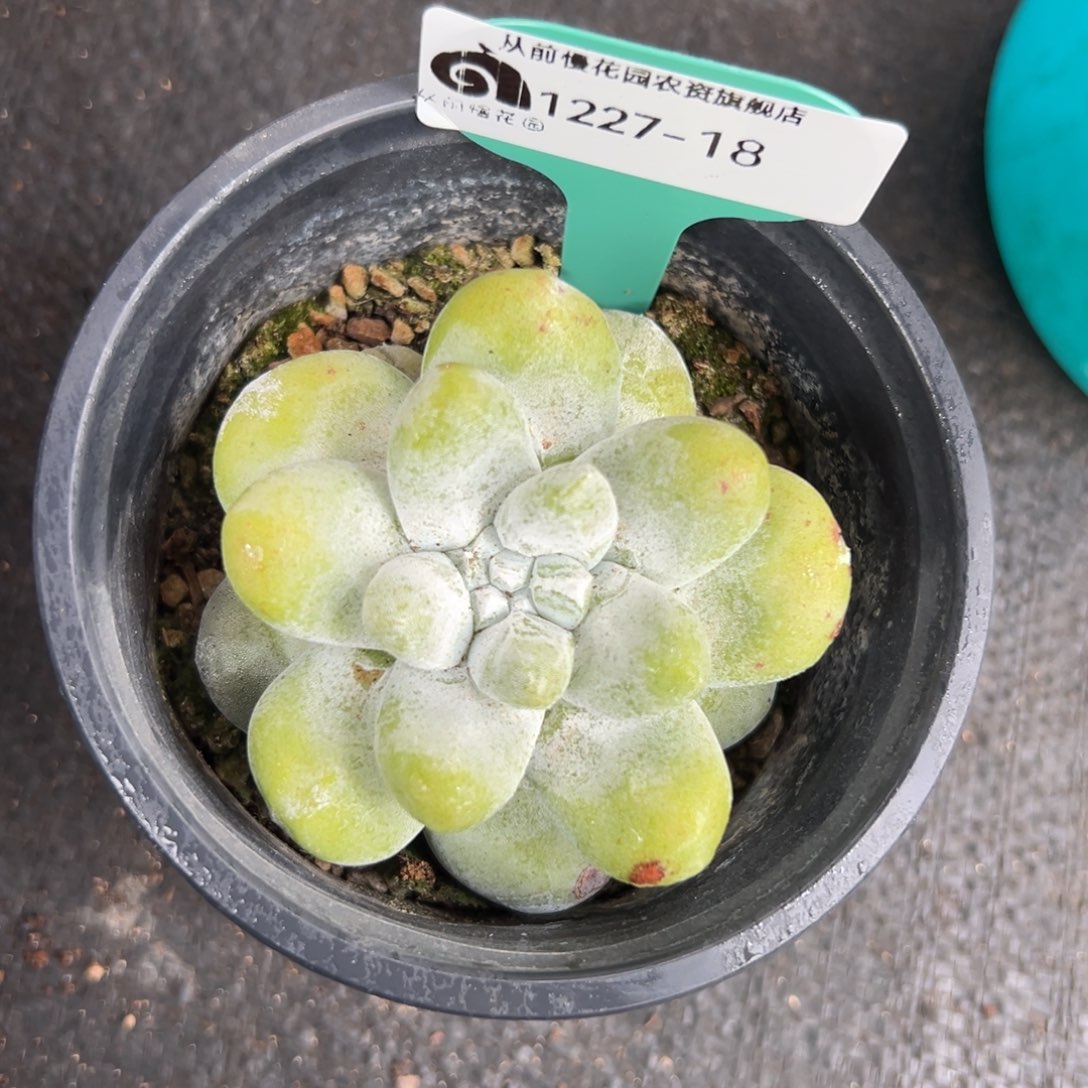 娴****从前慢花园多肉编号1227-18